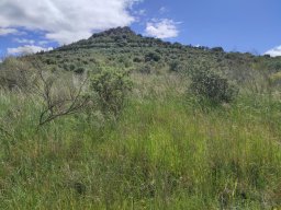 Flora del Cerro Masatrigo